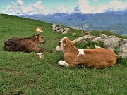 65 In siesta meridiana